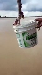 Fishing for Piranhas