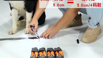 अपने कुत्ते के जूते का आकार कैसे मापें __How to measure your dog shoe size __