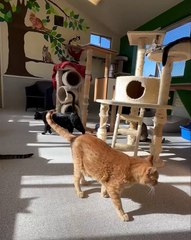 🐾 Welcome to your ultimate feline adventure! In this purrfect video, we ex