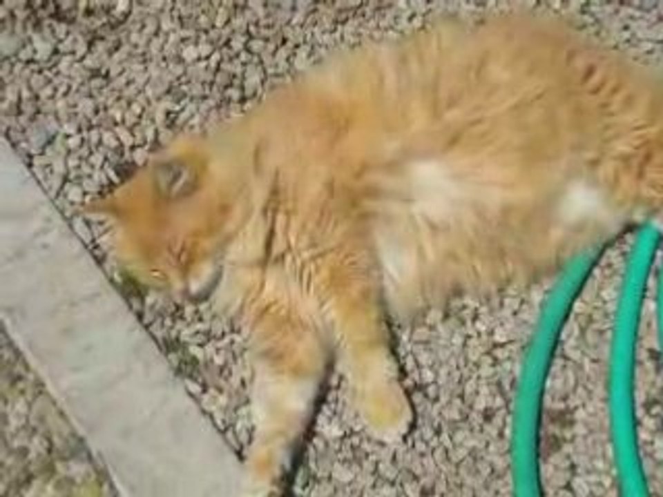 Princesse qui se prelasse au soleil