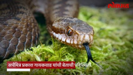 दैव बलवत्तर म्हणून सर्पदंश होऊनही बचावला सर्पमित्र! आता शस्त्रक्रियेसाठी मदतीची गरज...