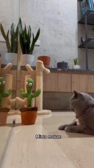 Cute cat: asking for food.