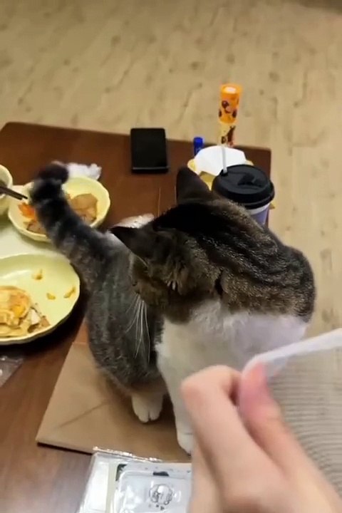 Cute animals | funniest animals #cutepets #animal #cuteanimals #funnyanimals #funny