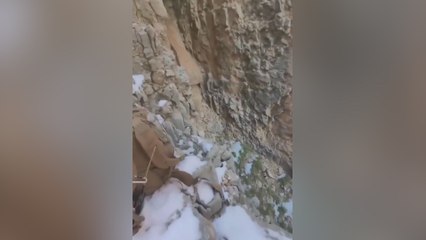 Un león de montaña salta en la cabeza de dos senderistas que hacían una ruta: la imagen es aterradora