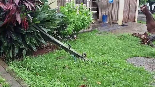 Trânsito comprometido após queda de árvore em Cascavel: motoristas devem evitar a região