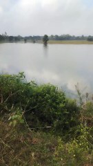 Lack for Farm in Native place