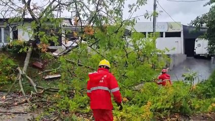 Terceira árvore cai em menos de 24 horas devido à chuva intensa