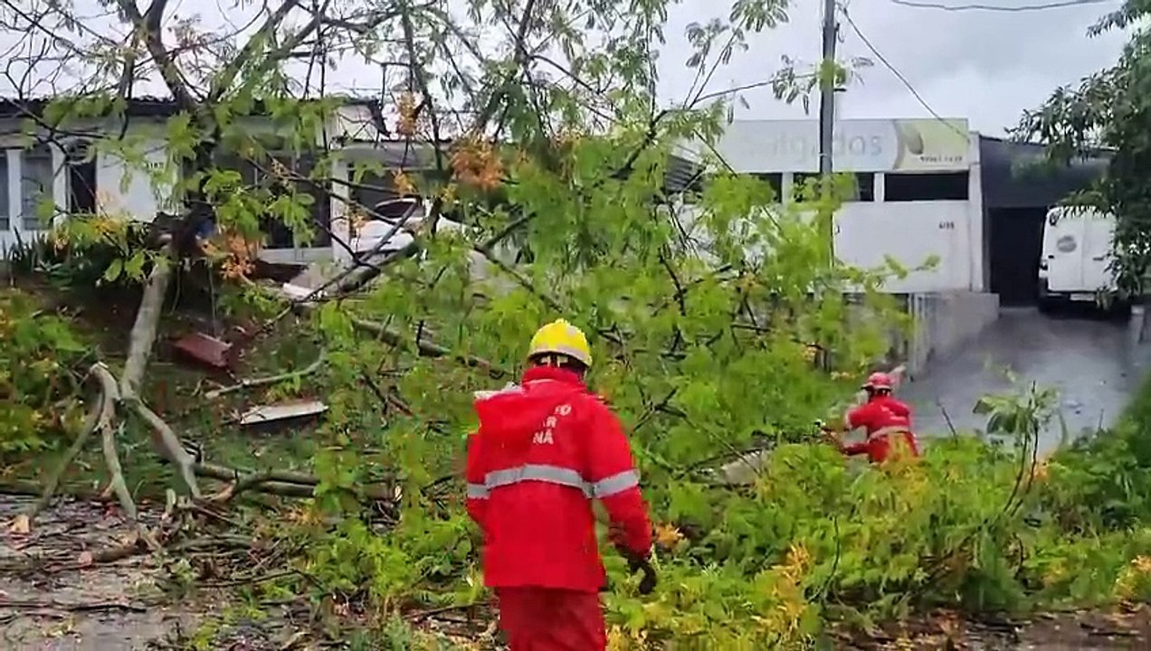 Terceira árvore cai em menos de 24 horas devido à chuva intensa