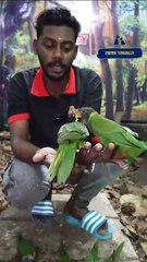 പൂർണമായും ഇണങ്ങി സെൽഫ് ഈറ്റ് ആയിട്ടുള്ള ലോറി കീറ്റ്സ് | Fully Tamed Lorikeets