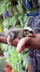 Fully Tamed Sugarglider Baby| പൂർണ്ണമായും ഇണങ്ങിയ ഷുഗർ ഗ്‌ളൈഡർ