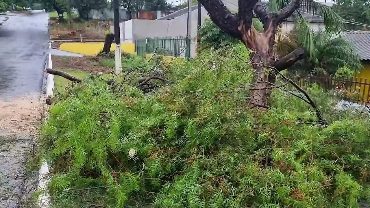 Alerta em Cascavel: chuva intensa causa queda de árvores em vários pontos da cidade