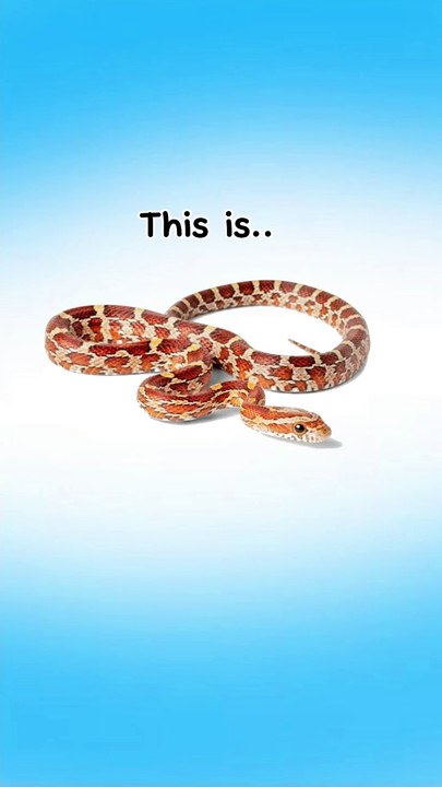 Snake Names | Learn English