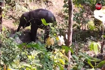 CG Elephant : पोटाश बम से घायल बेबी एलीफेंट अगहन की आखिरकार मौत