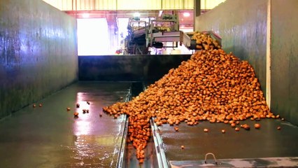 MCDONALD'S FRENCH FRIES: HIGH-TECH MANUFACTURING LIKE YOU'VE NEVER SEEN BEFORE