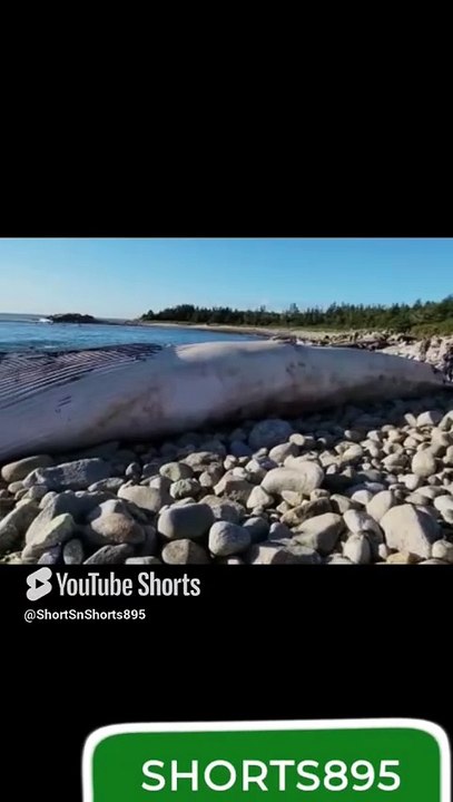 Whale Washed Away_shorts895