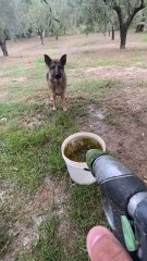 Dog having funny reaction 😄😄 | Dog Funny video