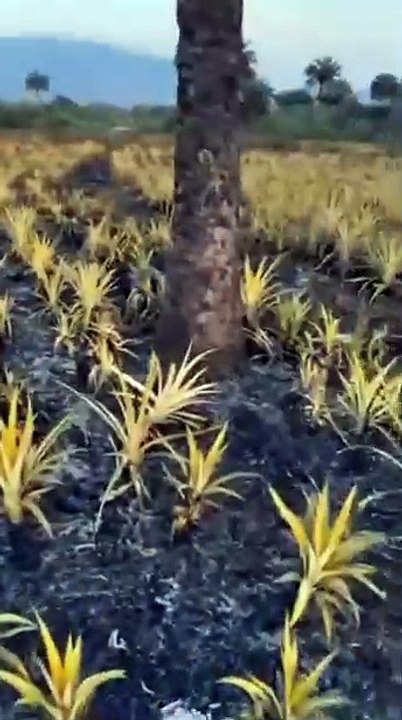 Un champ d'ananas prends feux á Kindia