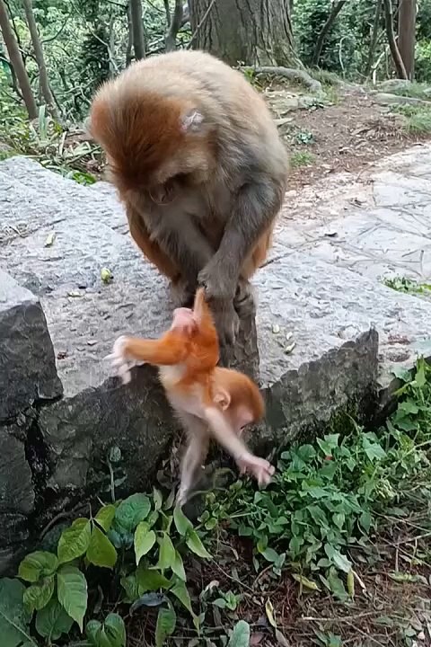 Cute animals | funniest animals #cutepets #animal #cuteanimals #funnyanimals #funny