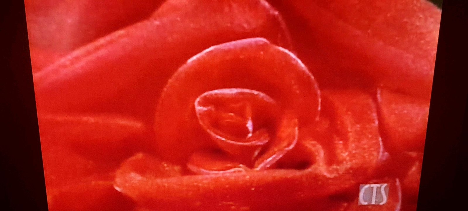 Attack Of The Rose 🌹 Flower