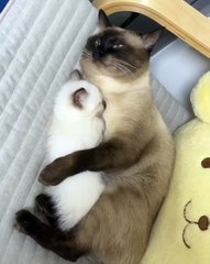 🐱 Welcome to the purr-fect world of cats! 🌟 In this video, we dive into t