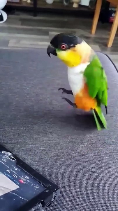 Unbelievable Parrot Antics! Funniest Moments Compilation! #birds #parrot #funnyEnteritermentWorld