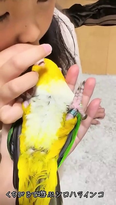 Hilarious Ducks _ Parrots Moments You Can’t Unsee! 🦆🦜😂 #funny #parrot #duck #birds #pets