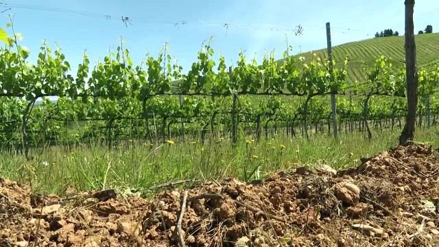 La calidad y singularidad de los grandes vinos de CyL cautivan al consumidor