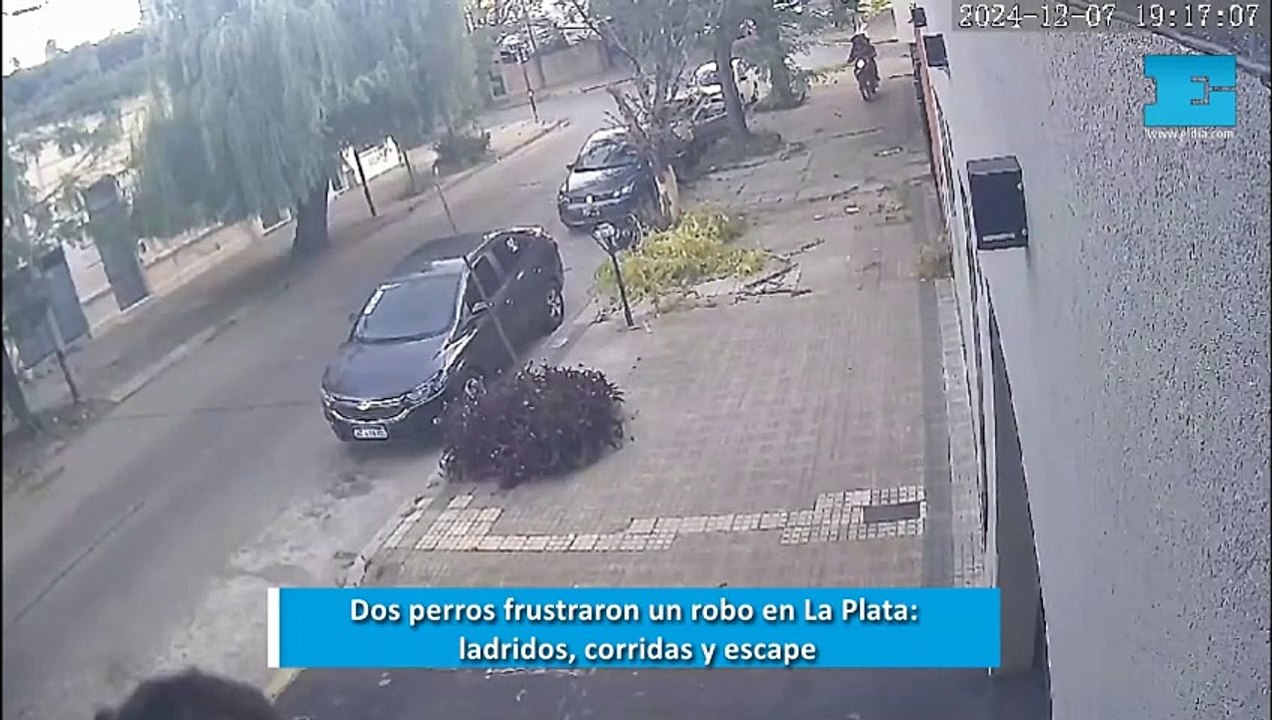 Dos perros frustraron un robo en La Plata: ladridos, corridas y escape