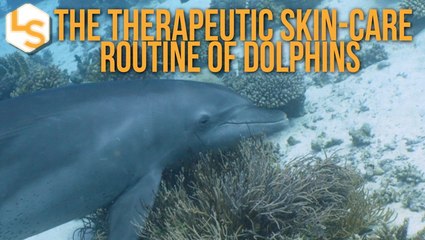 The Therapeutic Skin-Care Routine of Dolphins