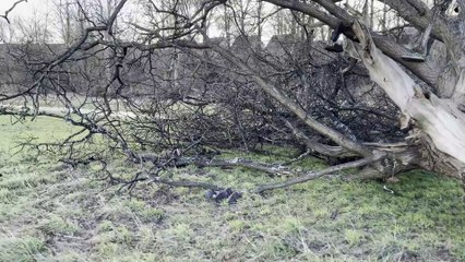 Iconic tree torn down by Storm Darragh!