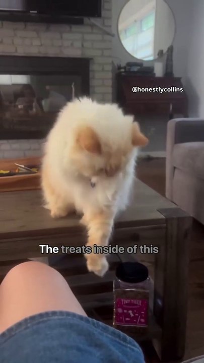 Funny animal videos I found on Instagram and Ti...
