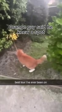 Funny animal videos funny pets, cute animals, funny animal videos, adorable pets, animal antics, heartwarming moments, pet compilation, cute kittens, playful puppies, funny cats, funny dogs, fluffy friends, baby animals, funniest animals 2024, pets of Ins