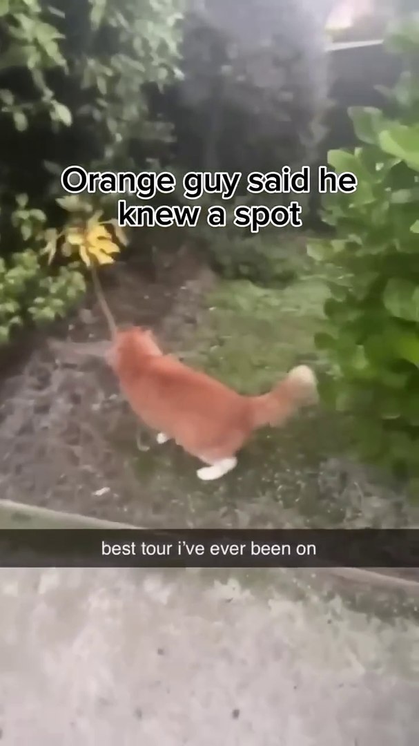 ⁣Funny animal videos funny pets, cute animals, funny animal videos, adorable pets, animal antics, hea