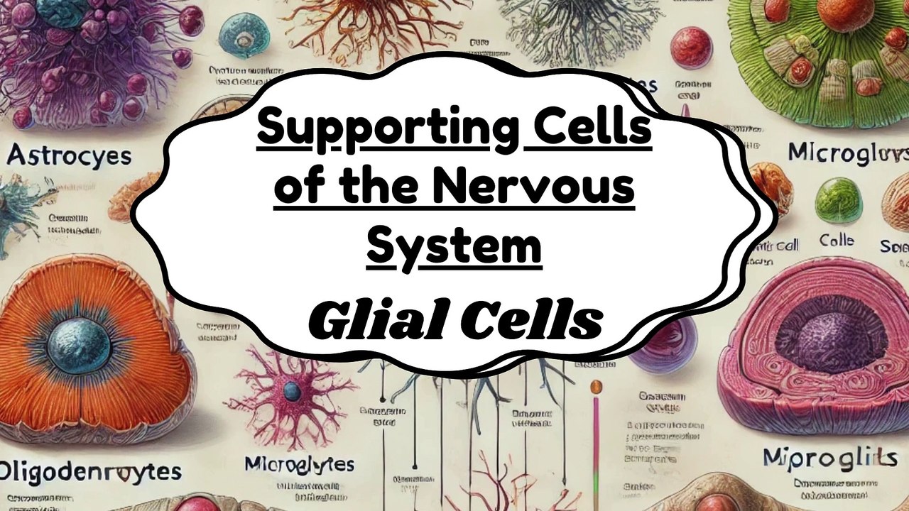 Supporting Cells of the Nervous System (Glial Cells) | Structure, Types & Functions | Novice Medic