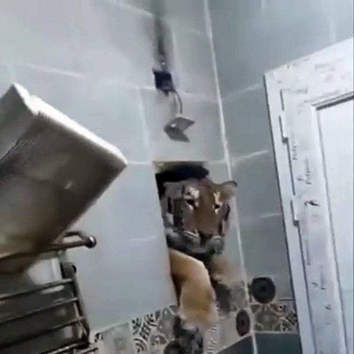 Regardez qui s'incruste dans les toilettes... un tigre