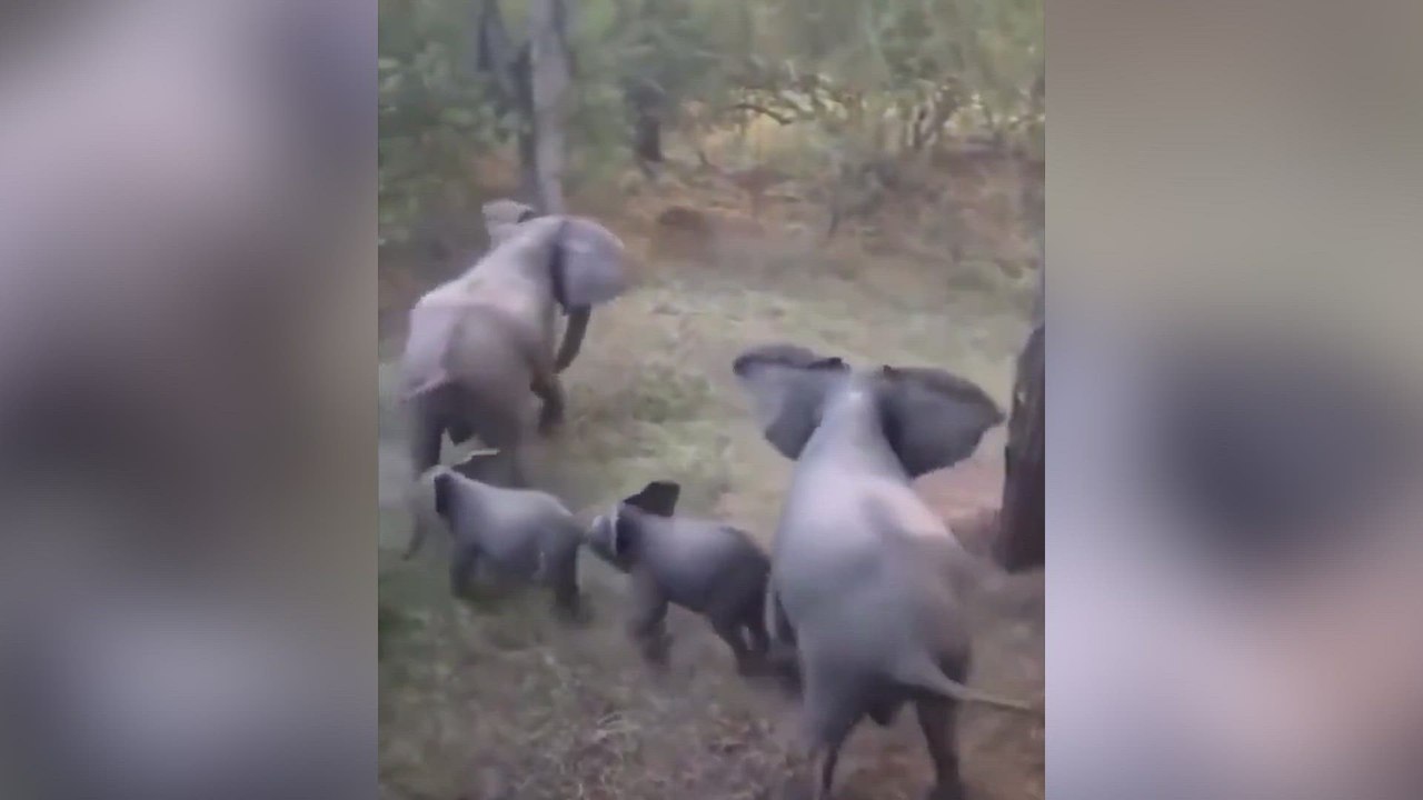 La impactante estrategia de estas 4 elefantas para defender a sus dos crías del ataque de un león