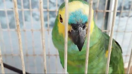 Polícia Ambiental apreende armas e papagaio em operação contra caça ilegal em Umuarama