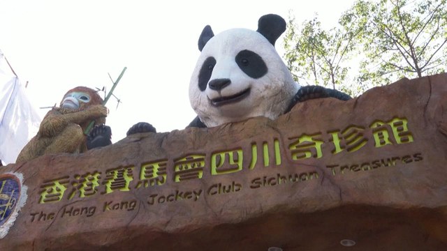 Debutan el zoo de Hong Kong la pareja de pandas gigantes