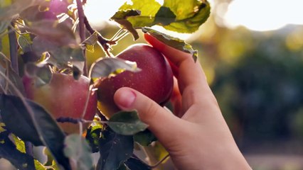 There Was No Adam And Eve Or Noah Who Lived To Be Over 900 Years. But One Scientist Says It's TRUE?