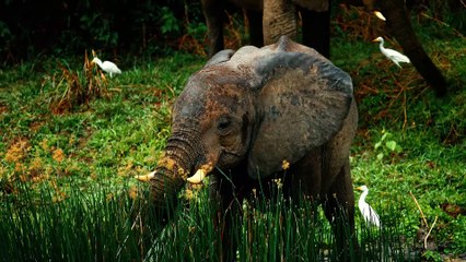 Wildlife OLED Demo HDR 8K Ultra HD Dolby Vision™ 60fps
