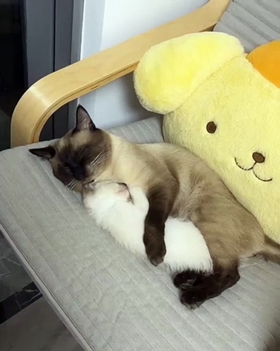 🐾 Welcome to the purr-fect world of **cats**! 🐱 In this video, we dive de