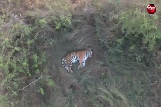 Tiger : मध्य प्रदेश का बाघ पहुंचा छत्तीसगढ़, ड्रोन से कर रहे लोकेशन ट्रैप