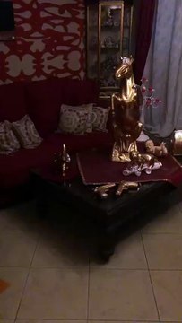 Palermo, la guardia di finanza smantella un traffico di droga