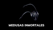 Medusas inmortales