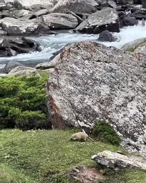 🐾 Welcome to the ultimate feline experience! In this purr-fectly curated v