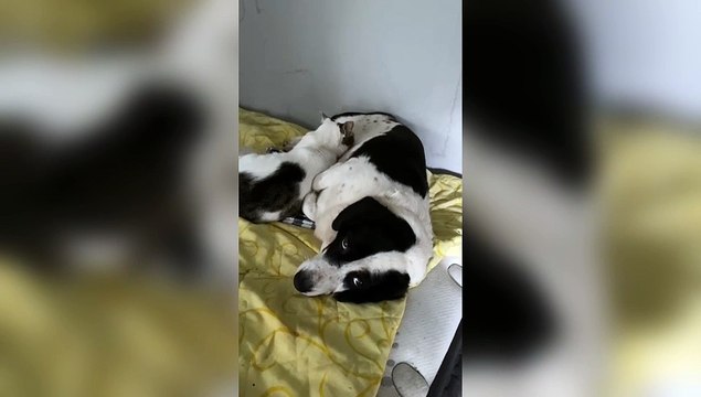 Yavrularını kaybeden köpek, kediyi sahiplendi