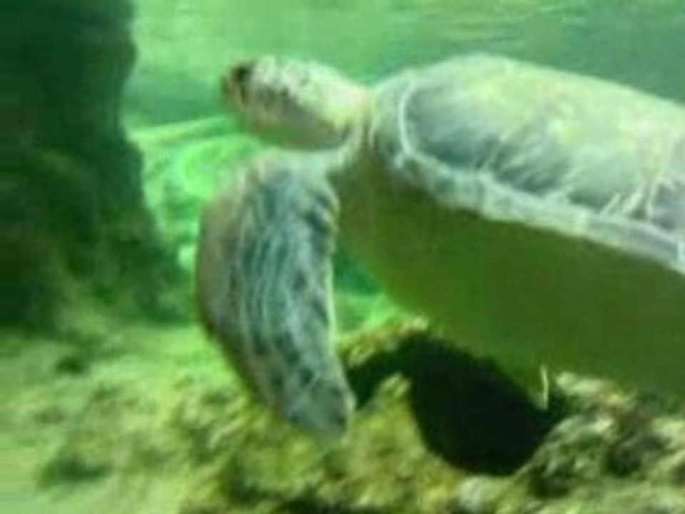 Video acquario di Genova: la tartaruga marina