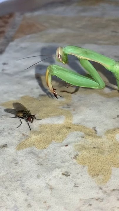 Mantis vs fly