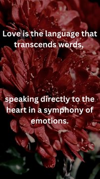 Love is the language that transcends words