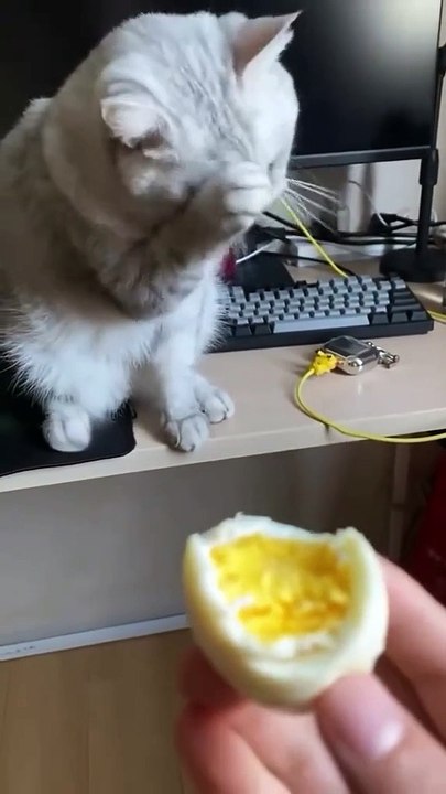 Funny Cat Compilation